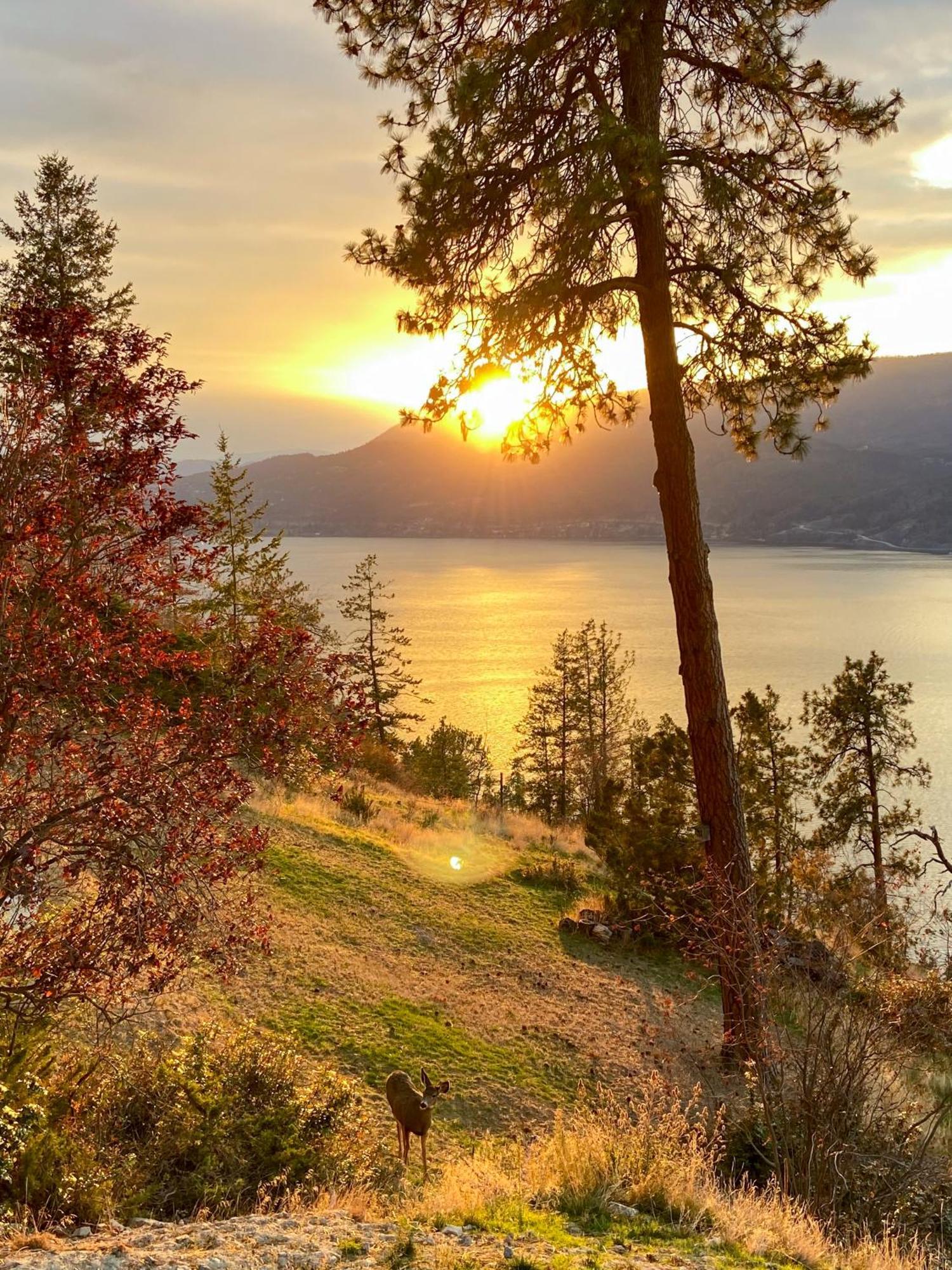Kelowfornia Lakeview Retreat كيلوانا المظهر الخارجي الصورة